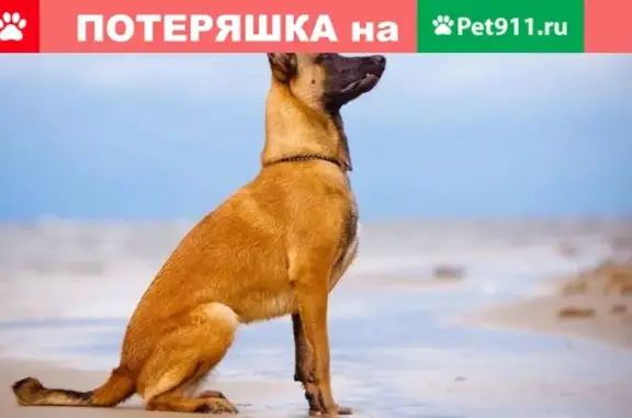 Пропала собака Жира в Дырносе, Сыктывкар, Республика Коми