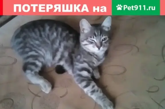 Найден котенок в Ленинском районе Саратова