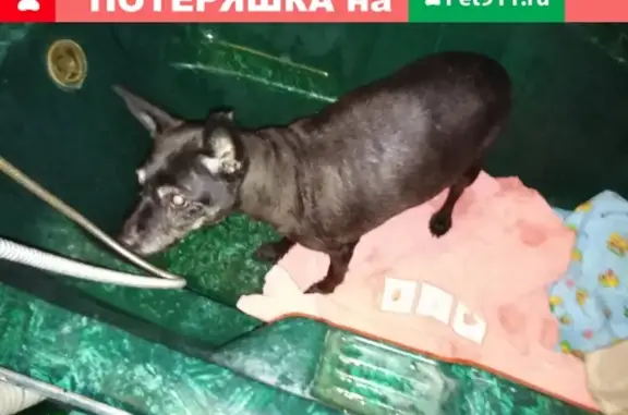 Найден пожелой культурный пёс с ошейником и поводом возле метро Домодедовская