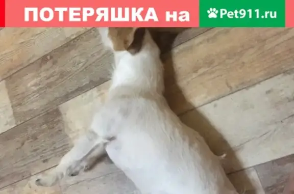 Пропала собака в Ленинском районе, вознаграждение.