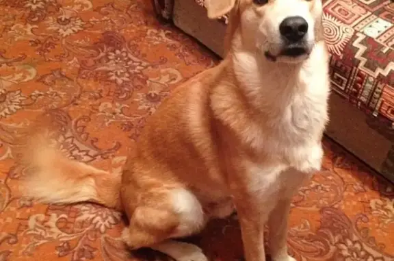 Пропала собака Кося в Переборах, Рыбинск