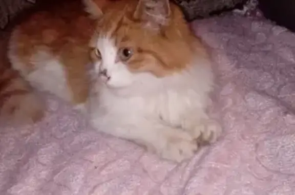 Кошки потеряшки, Тамбов, фото: Потеряшка кот на ул. Широкая, Тамбов.