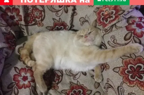 Кошки потеряшки, Кош-Агач, фото: Потеряшка белый кот в Кош-Агаче. Помогите найти!