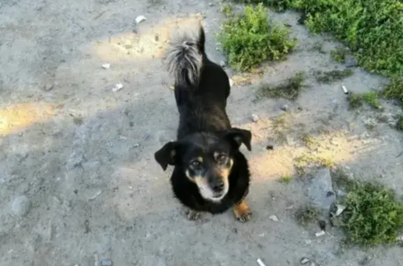 Пропала собака Тобик на ул. Гайдара, Ишим.