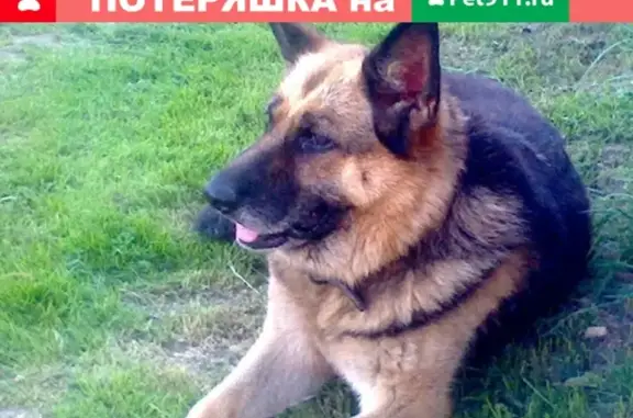 Пропала собака Магда с улицы Народная, Вологда