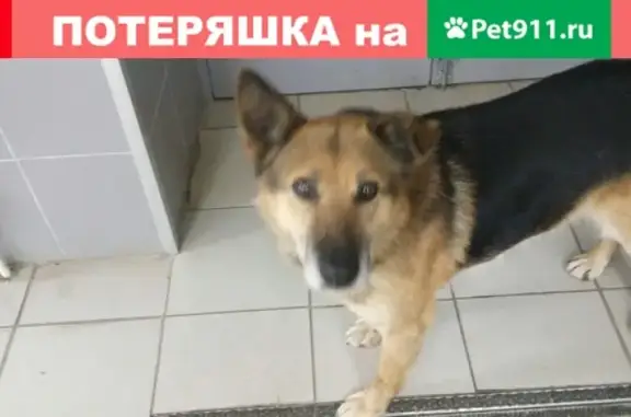 Найден старый пес в районе Меланжевого Комбината, Иваново