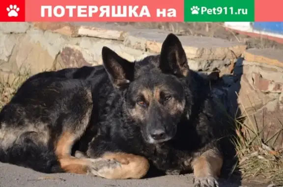 Собака на СТОА СВ-сервис в Каменск-Шахтинском