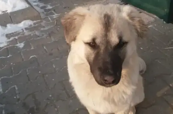 Собака найдена в Комсомольске-на-Амуре, тел. Светлана
