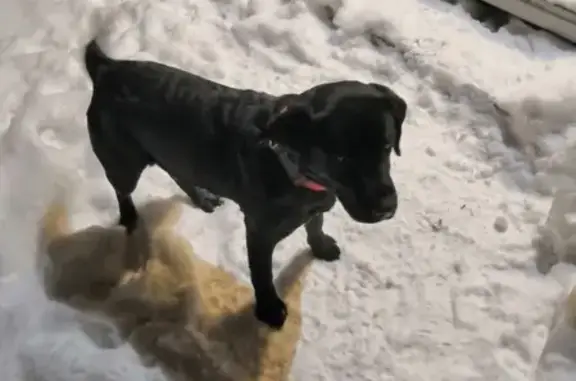 Найдена собака на Солнечной поляне, Барнаул