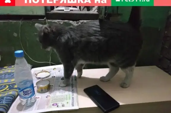 Найден кот в Чите, нужен дом