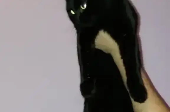 Найден черный кот на ул. Марии Цукановой!