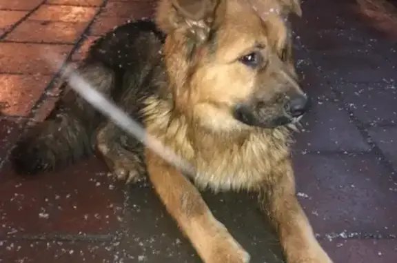 Найдена собака на Можайском шоссе 31, Москва