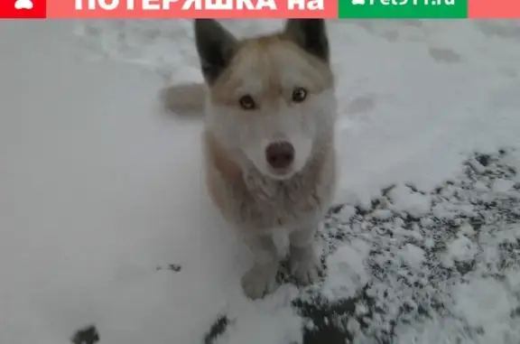 Пропала собака в Ленинск-Кузнецком, Россия
