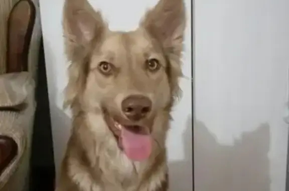 Найдена собака в Красноярске, район Красраб, 30 а.