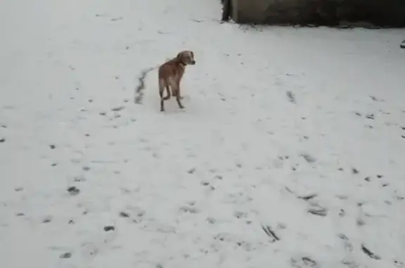Утеряна собака у второй школы в Пскове