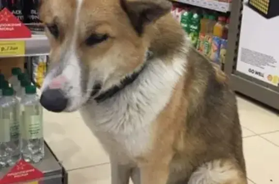 Найдена ласковая собака в Косино, Москва