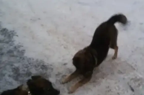 Найдена собака на Площади Ленина в Ульяновске