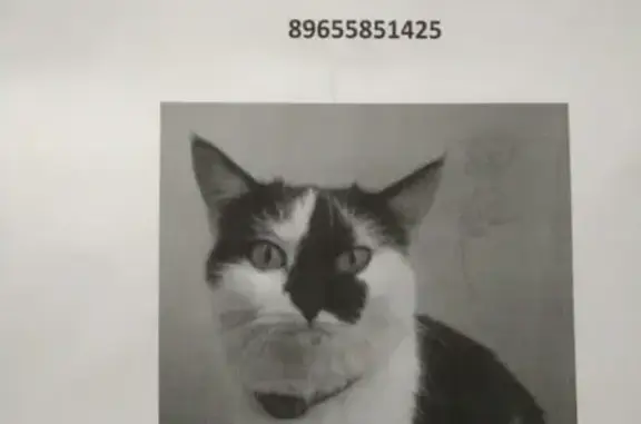 Найдена черно-белая кошка у ТД 