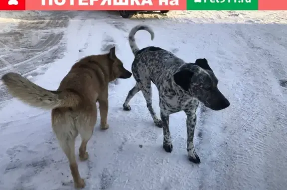 Найдена собака без ошейника в Летнем Отдыхе, Московская обл. (https://foundpets.ru/ads/1)