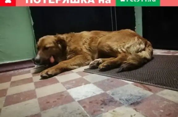 Найдена собака на улице Шибанкова 11, Московская область