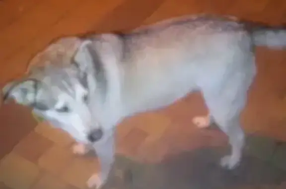 Собака найдена на пр. Ленина, Новороссийск