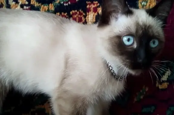 Пропал котенок сиамской породы в Ишимбае, помогите найти!