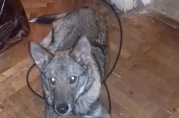 Найдена собака на ул. Железнодорожной в Красногорске