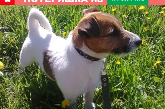 Пропала собака породы Джек Рассел терьер в Зеленогорске