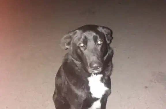 Потерянная собака в селе Мирном, Крым