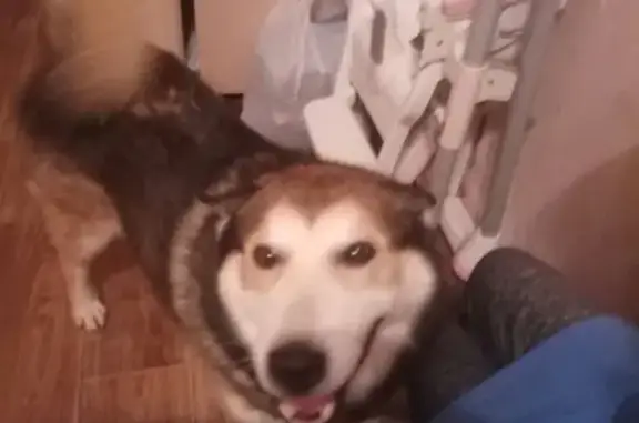 Найдена собака в Шатуре, Московская область