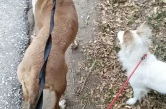 Пропала собака в Волгограде, метис стаффа, возможна агрессия.