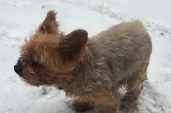 Найден щенок йоркширского терьера в Красногорске