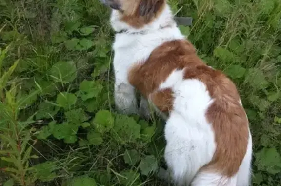Пропала собака в Кизеле, Пермский край