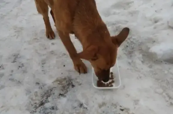 Найдена щенковидная рыжая собака в Казани