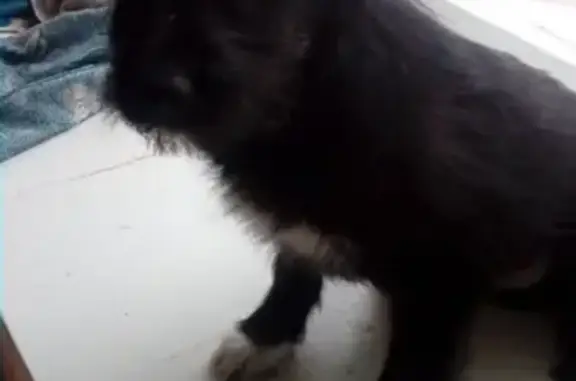 Найдена собака в Кургане, ищем хозяев