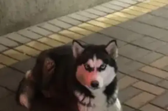 Найдена собака Хаски на ул. Нежнова