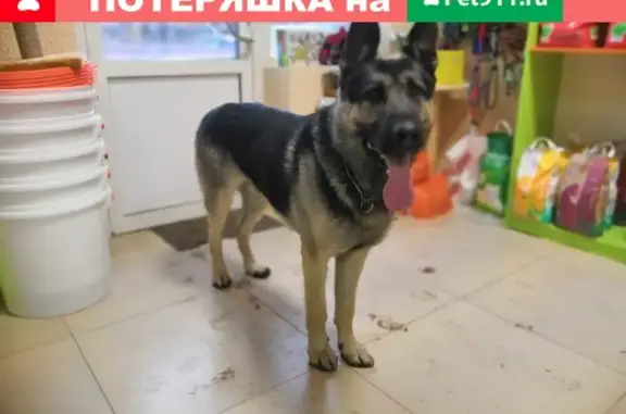 Найдена собака в Бугры-Девяткино, Рег.номер 127371