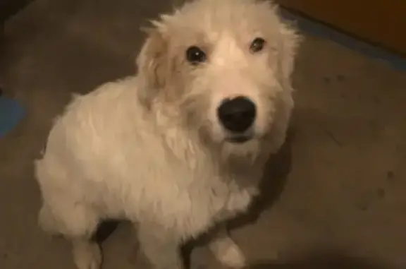 Найден пёс в Советском районе, ищут хозяев