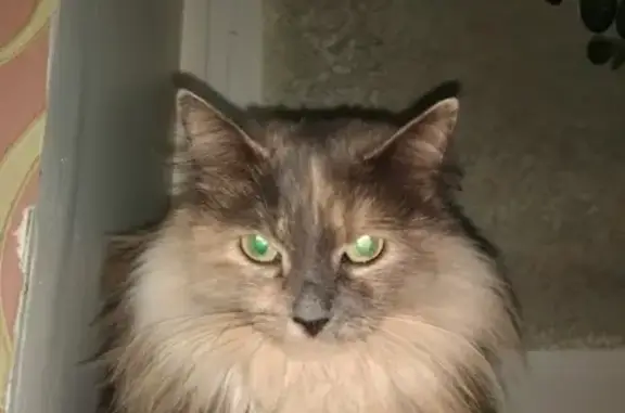 Найдена красивая кошка Дуся в Ижевске
