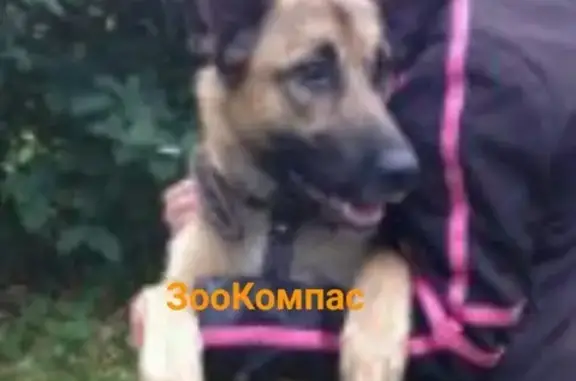 Пропала собака в Архангельске, район кинотеатра 