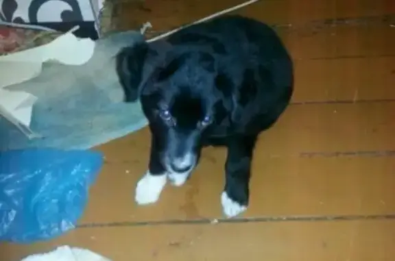 Пропала собака в Серпухове: черный щенок с белыми носочками и ошейником, отзывается на имя Гром.