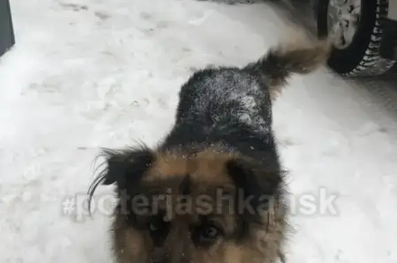 Собака найдена на улице Кропоткина