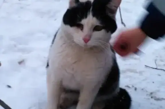 Найдена кошка в Мурманске, возможно, потеряшка!
