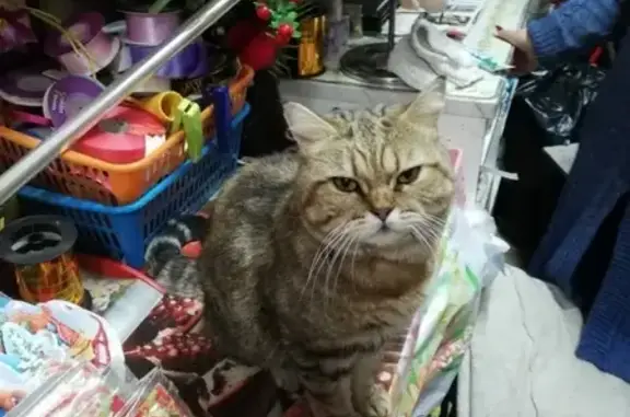 Найдена кошка в племхозе, обращаться в цветочный магазин.