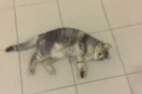 Найдена кошка в подъезде на Пожарского, Можайск