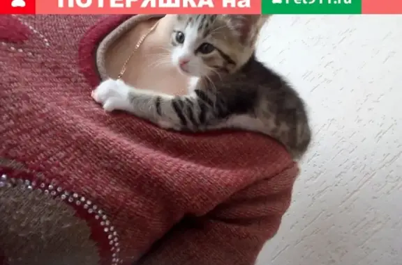 Найдена кошка на В.Клыкова, дом 85, нужен новый хозяин