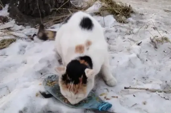 Пропала кошка в Абакане, ул. Кати Перекрещенко, 8
