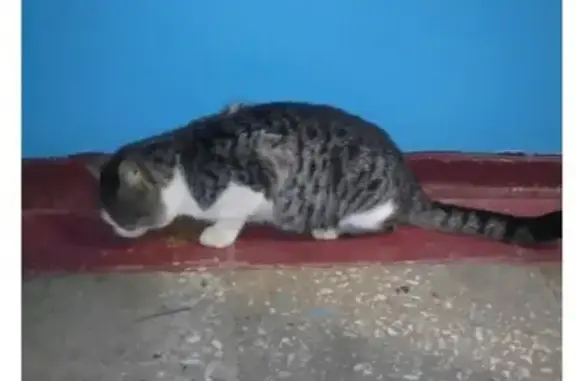 Найдена кошка на Чапаева и 204 кВ в Ставрополе