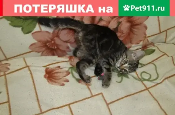 Найден котенок в Нововятске, Мопра 21
