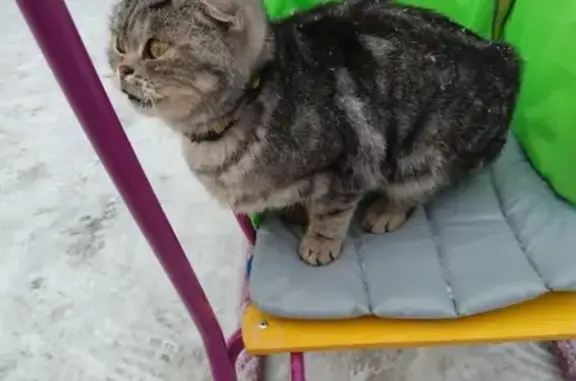 Найдена кошка с ошейником в Сызрани